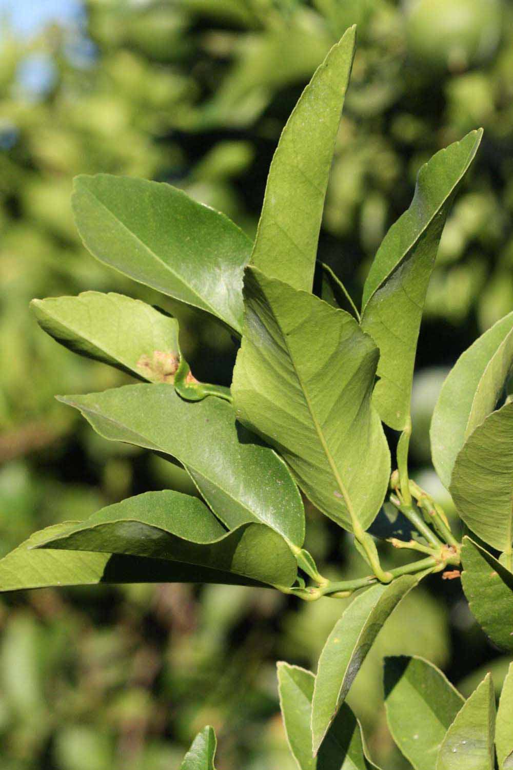              Sun leaves (Riverside, CA)       